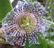 Passiflora actinia