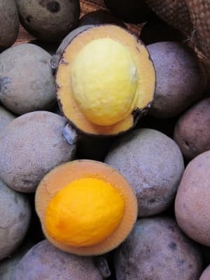 Caryocar villosum
