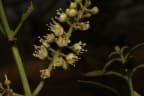 Combretum glutinosum