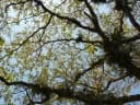 Terminalia bellirica