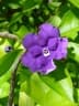 Brunfelsia uniflora