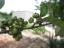 Syzygium polyanthum