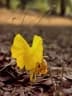 Costus spectabilis