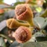 Loropetalum chinense