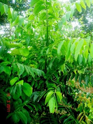 Micromelum minutum