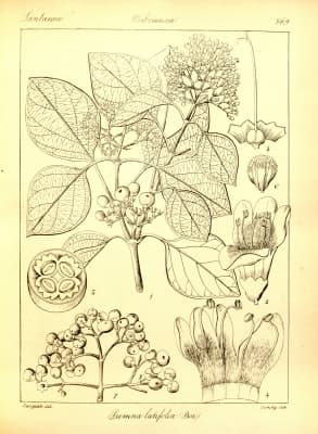 Premna mollissima