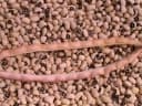 Vigna unguiculata unguiculata