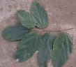 Theobroma bicolor