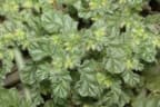 Coldenia procumbens