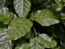 Cordiera sessilis