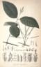 Gnetum latifolium