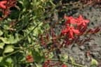 Plumbago indica