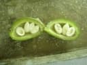 Sterculia apetala