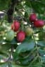 Harpephyllum caffrum