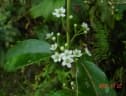 Ilex mitis