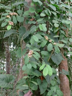 Pentadiplandra brazzeana