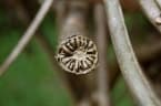 Tinospora cordifolia