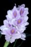 Eichhornia crassipes