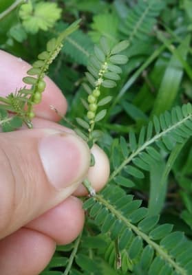 Phyllanthus urinaria