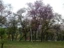 Bauhinia variegata