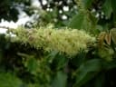 Croton macrostachyus