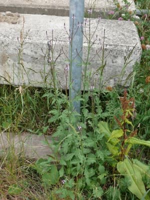 Verbena officinalis