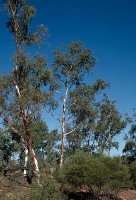 Eucalyptus camaldulensis