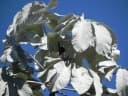 Cecropia hololeuca