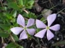 Catharanthus lanceus