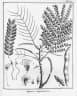Stryphnodendron guianense