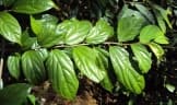 Alangium salviifolium