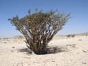 Boswellia sacra