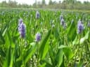 Pontederia cordata