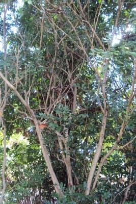 Vitex doniana