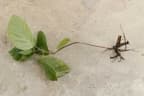 Leea macrophylla