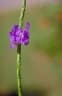 Stachytarpheta cayennensis