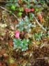 Disterigma empetrifolium