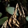 Acacia longifolia