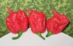Capsicum chinense
