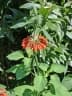 Leonotis nepetifolia
