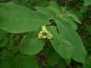 Friesodielsia obovata
