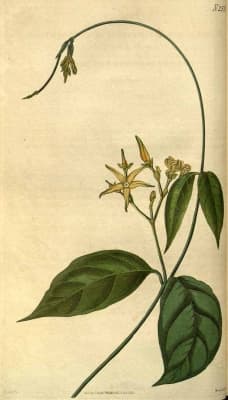 Cryptolepis sanguinolenta