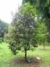 Eugenia brasiliensis
