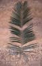 Calamus siamensis