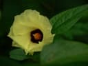 Thespesia lampas