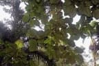 Ficus auriculata