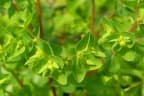 Euphorbia peplus