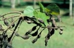 Erythrina variegata