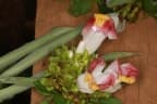 Costus lucanusianus