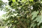 Hibiscus mutabilis